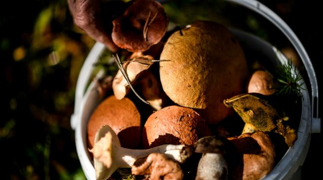 ghebele de toamna aroma padurii in farfuria ta