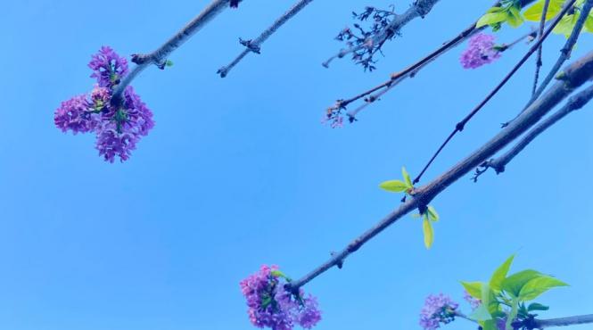 a inflorit liliacul in noiembrie vremea calda a zapacit copacii