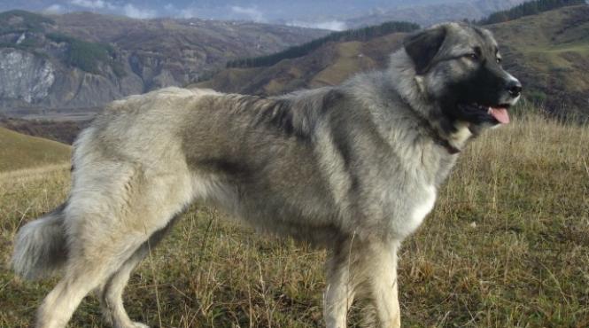 un galatean este cercetat penal dupa ce a atacat doi caini din rasa ciobanesc caucazian pe unul l a ucis