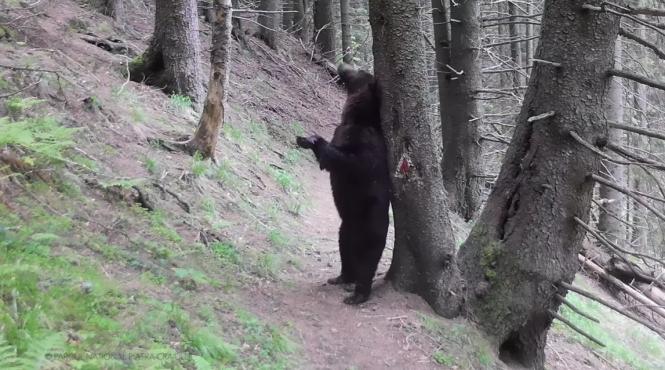 baloo in padurile parcului national piatra craiului din cadrul romsilva
