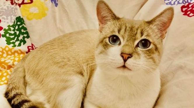 dormi cu pisica in pat asta spune multe despre relatia dintre voi