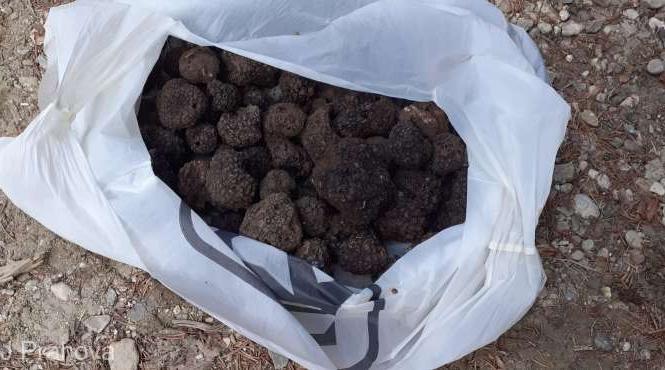 un italian si un roman prinsi cu 1 6 kilograme de trufe negre culese ilegal cu ajutorul unor caini