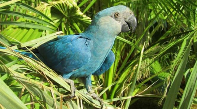 un reporter tv din chile a fost jefuit in timpul unei transmisiuni in direct de catre un hot mai putin obisnuit