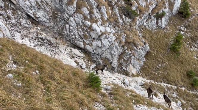 capre negre in parcul national piatra craiului din cadrul romsilva
