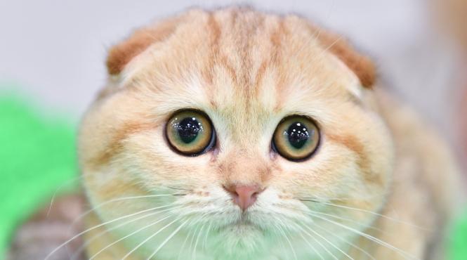 de ce dorm pisicile atat de mult