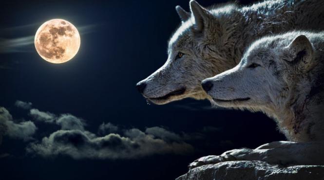 zilele lupilor de la teama la veneratie simboluri traditii si obiceiuri pana la sf andrei
