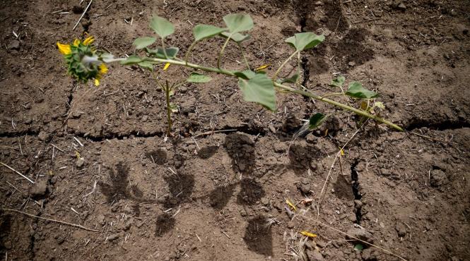 reabilitarea sistemul national de irigatii varianta modificata si completata ajunge pe masa guvernului