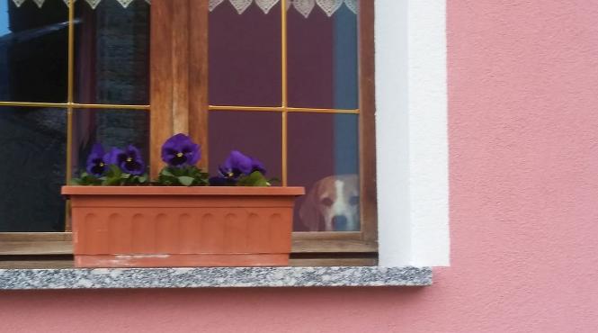 italian recompensa caine otravit beagle chiftelute curte