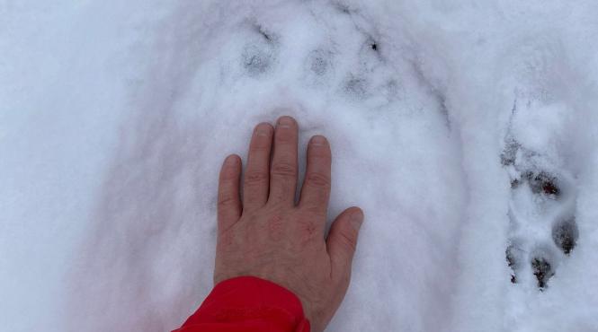 atentie urs munte traseu salvamont reguli