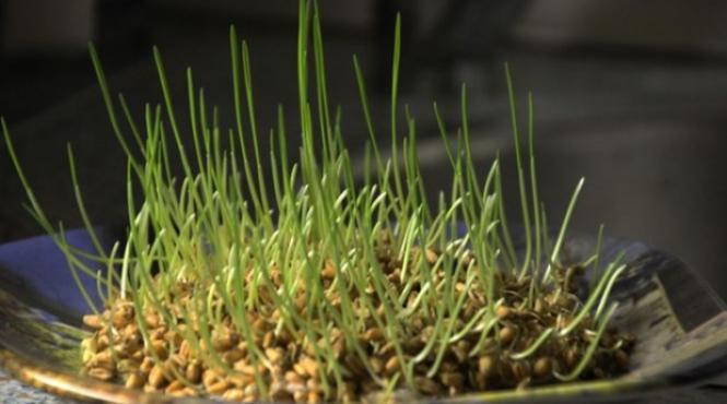 alimentatie grau incoltit sfantul andrei traditii