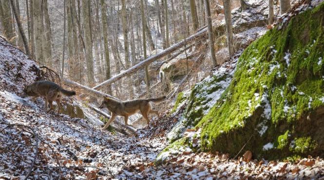 romania salbatica piatra craiului urs lupi vulpi cerbi