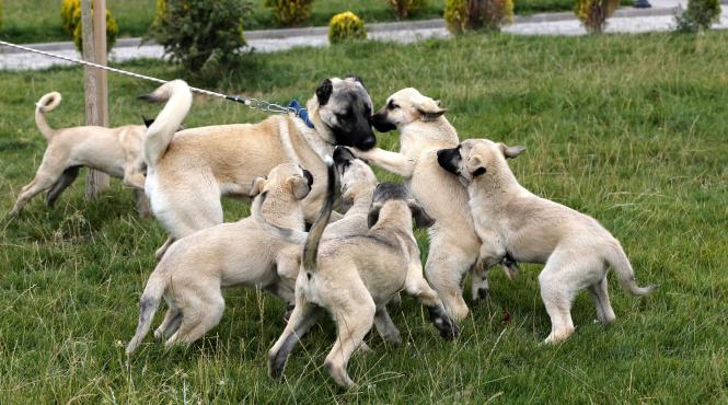 sase caini otraviti rasa kangal stana arad