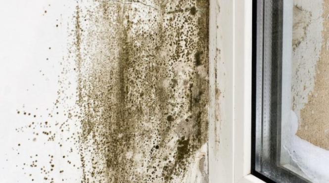 patru tipuri periculoase mucegai consecinte catastrofale sanatate