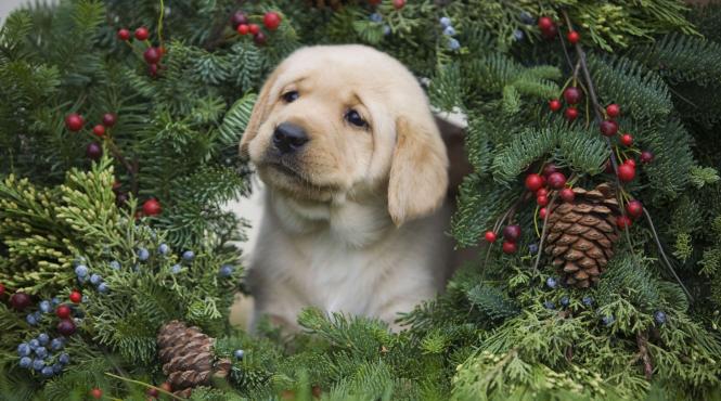 plante interior craciun toxice otravitoare animale companie