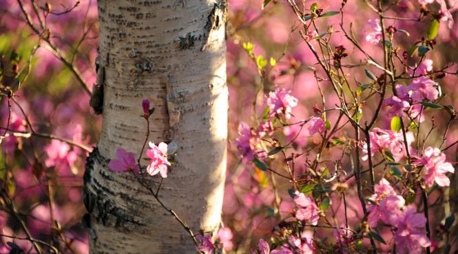 rozmarin par lung sanatos preparare