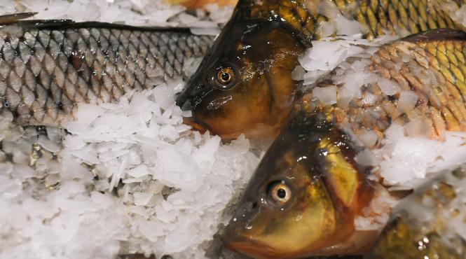 peste dunare mercur metale grele cancer