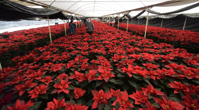 poinsettia floarea craciunului ingrijire frunze rosii