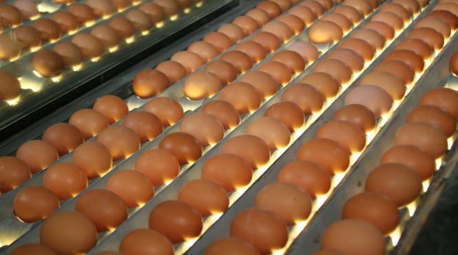 pret oua scumpiri craciun