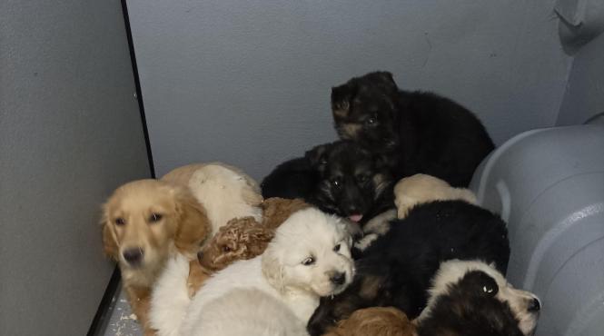 catei salvati actiune combatere trafic ilegal