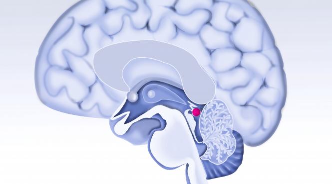 metode mentine creier sanatos varsta