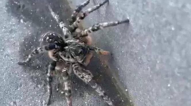 tarantula strada voluntari dapost protectia animalelor