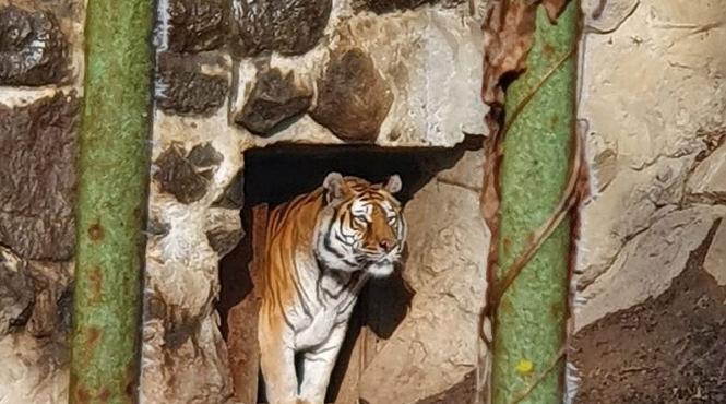 animale gradina zoologica targu mures cerb muntiac kangur benett papagal ara