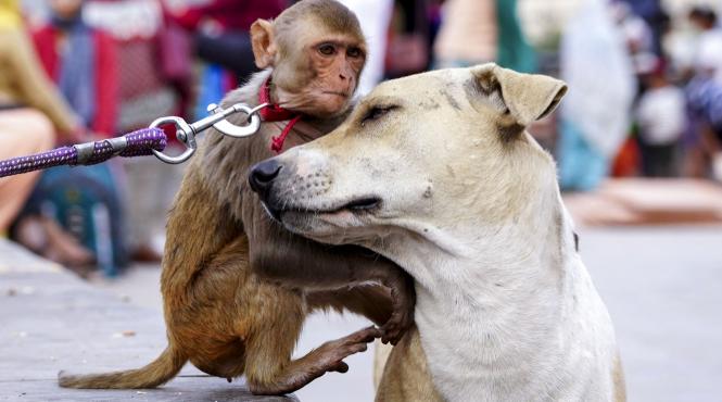 prietenie caine maimuta imagini induiosatoare