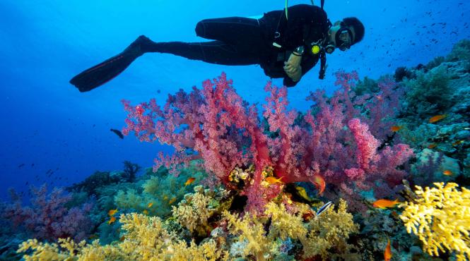 descoperire uimitoare in largul coastelor californiei a gost gasita o specie de scoica despre care se credea disparuta