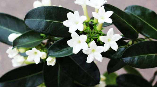 iasomia madagascar floarea ceara