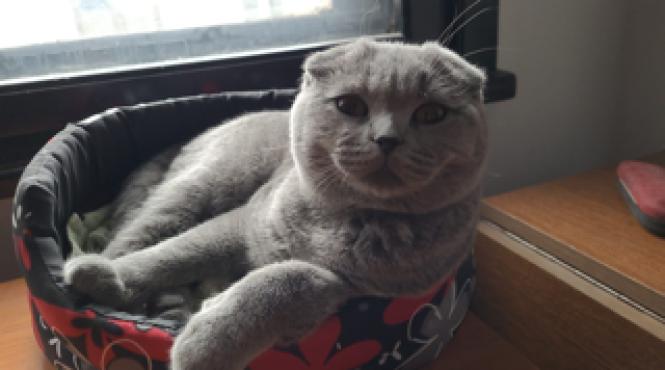 afectiuni pisici simptome