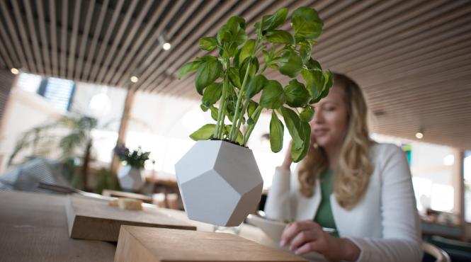 plante apartament noroc dragoste sanatate prosperitate