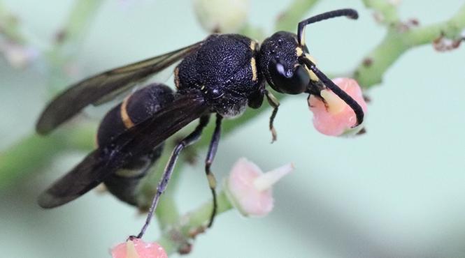 sua primul vaccin combaterea declinului albinelor miere