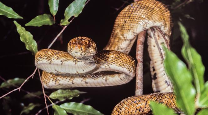 sarpe boa constrictor bagajul mana aeroportul tampa