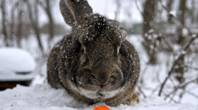 sucevean retinut iepuri dresaj caini de vanatoare