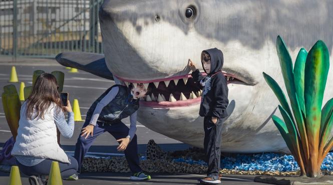 descoperire senzationala copil plaja dinte rechin megalodon