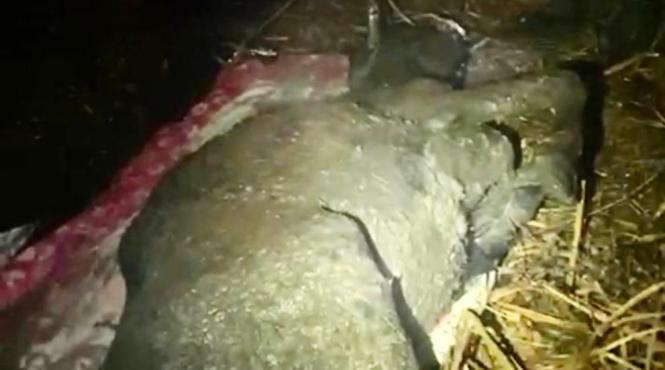 vaca salvata mlastina