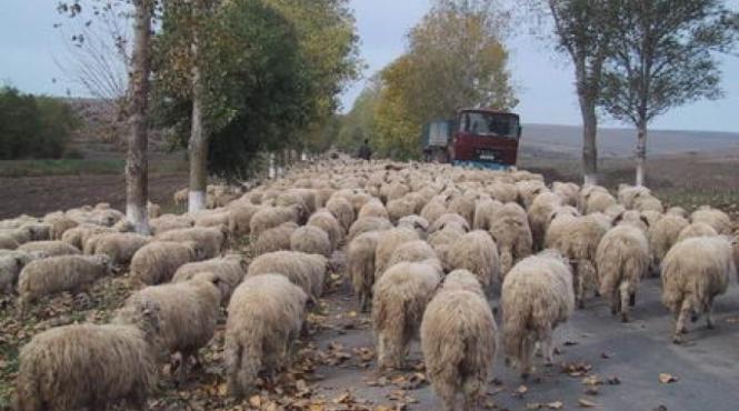 barbati amendati turma oi autostrada a2 politisti evenimente animale