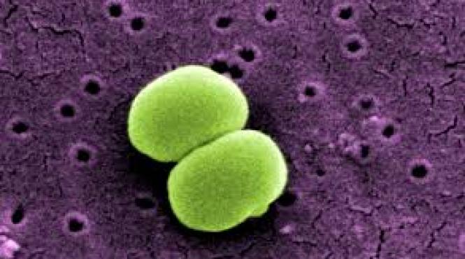 solutie bacterii rezistente antibiotice