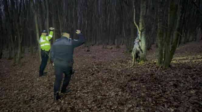 caini spanzurati copaci padure politia