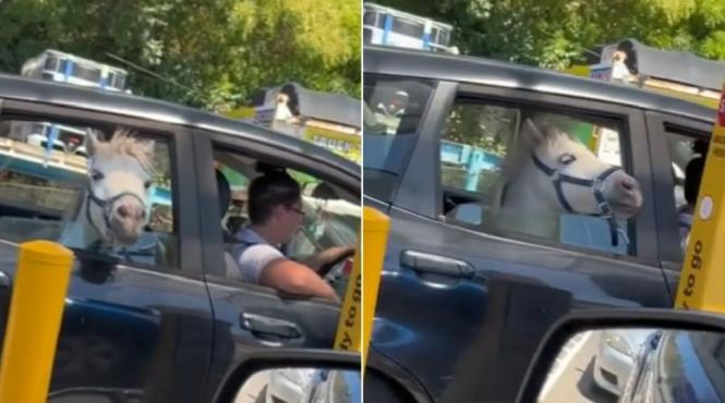 drive thru cal masina fast food inghetata