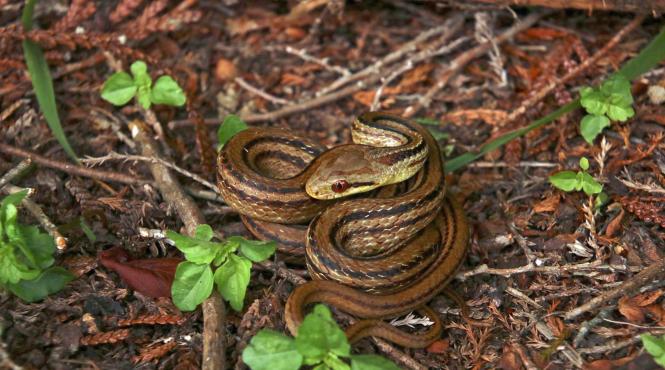 sarpe boa pitic descoperire specie noua