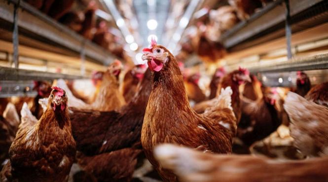 vaccinare pasari gripa aviara raspandire siguranta alimentara