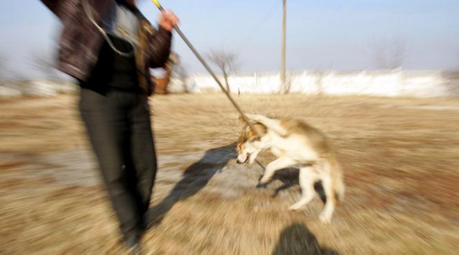lacul morii caini capturati aspa