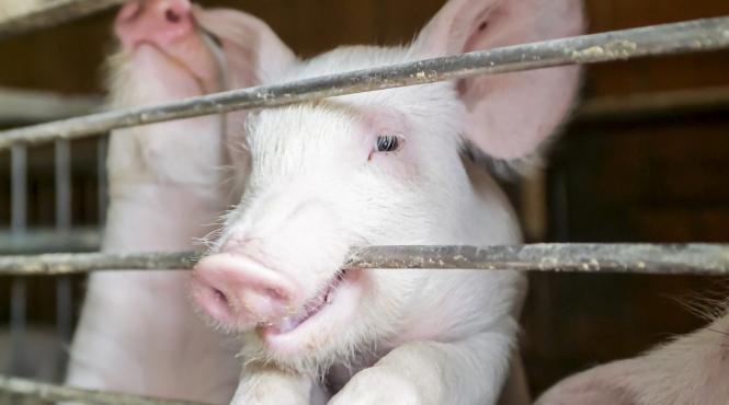 karma porc ucide macelarul urma sacrifice