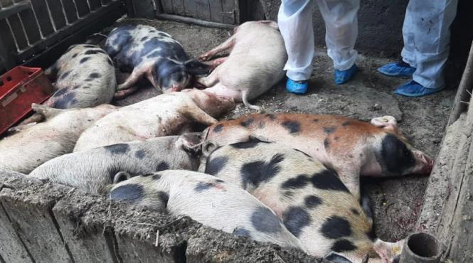 eradicarea pestei porcine africane liber impuscat mistreti