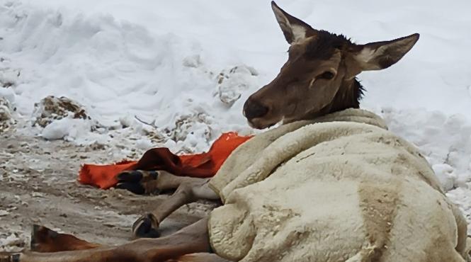 caprioara ranita salvata jandarmi