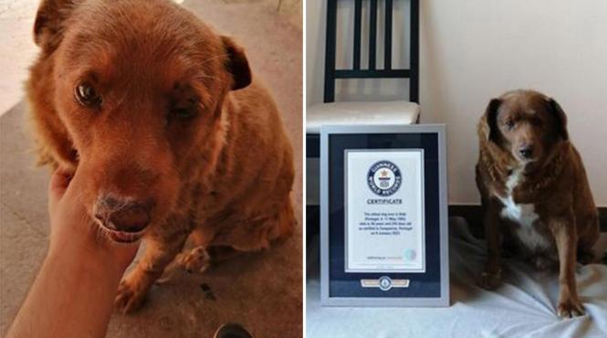 cainele bobi cel mai batran guiness world record
