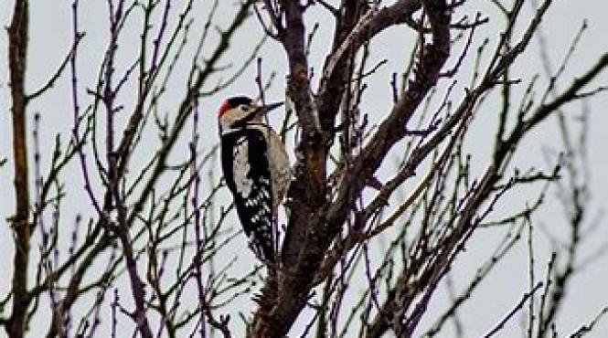 ciocanitoare casa ghinde rezerva perete pagube