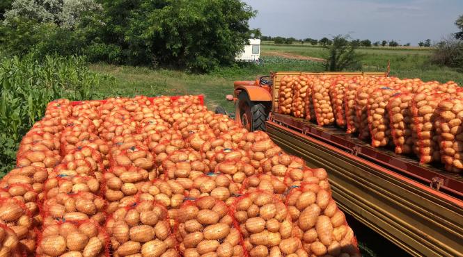 romania export cartofi congelati