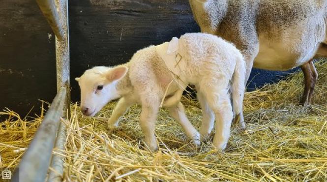 miel sase picioare nascut germania